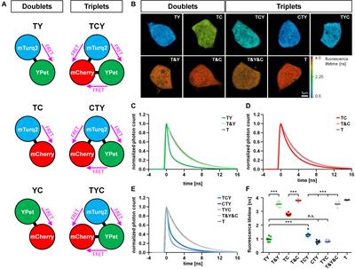 A Combined Acceptor Photobleaching and Donor Fluorescence Lifetime Imaging Microscopy Approach to Analyze Multi-Protein Interactions in Living Cells